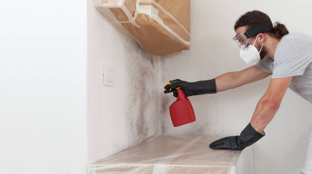 Basement Mold Remediation treatment on basement walls in Lowell